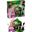LEGO Wicked 75682 Elphaba und Glinda, Fantasy-Spielzeug mit